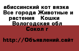 абиссинский кот вязка - Все города Животные и растения » Кошки   . Вологодская обл.,Сокол г.
